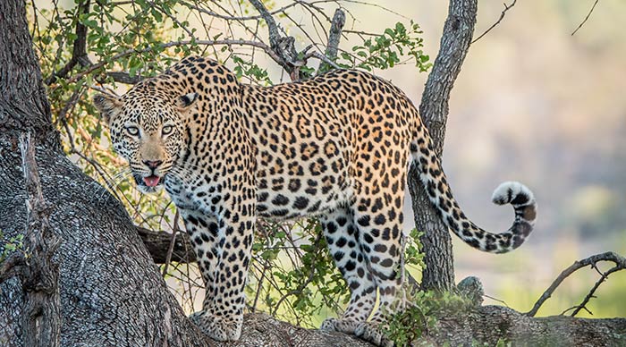 A Leopard in a tree in the Kruger National Park South Africa